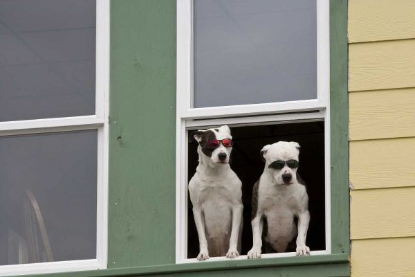 AK, Ketchikan Dogs in a window with sunglasses